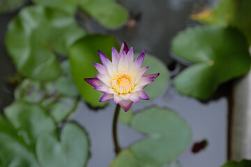 Blossom lotus flower in a pond, focus selective