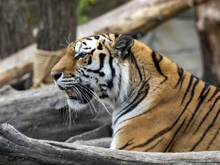 Portrait of the largest tiger, Amur Tiger, Panthera tigris altaica