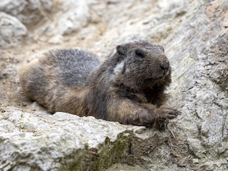 The Alpine Marmot, Marmota marmota, has large incisors and lives high in the European mountains