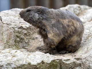 The Alpine Marmot, Marmota marmota, has large incisors and lives high in the European mountains
