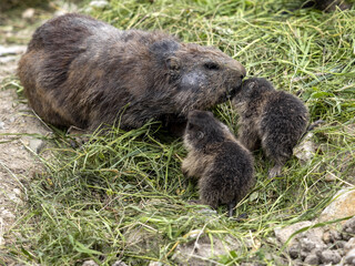 The Alpine Marmot, Marmota marmota, has large incisors and lives high in the European mountains. Pictured female with cubs