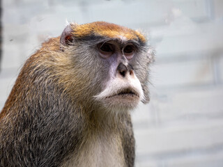 Portrait of a large male Patas Monkey, Erythrocebus patas, staying mostly on the ground