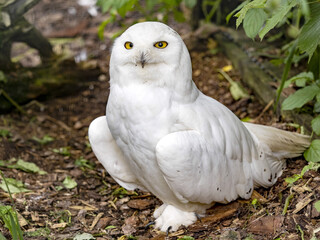 Portrait of a male Snowy Owl, Nyctea scandiaca, which, unlike the female, is colored white