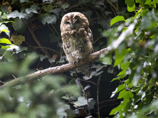 Tawny Owl, Strix aluco, sits hidden in a branch, it's a common owl