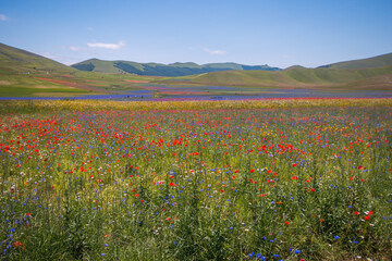 Wonderful summer landscape at Piano Grande (Great Plain) mountain plateau in the Apennine Mountains, Castelluccio di Norcia, Umbria, Italy