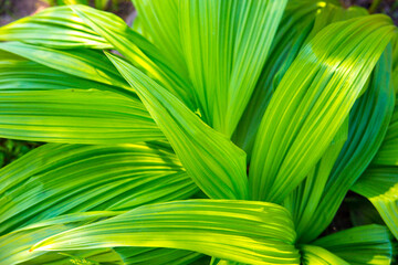 Beautiful green leaves for an abstract background. Veratrum, False Hellebore texture closeup.