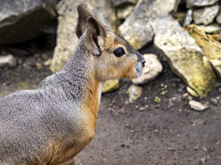 Mara, Dolichotis patagonum, is a medium-sized steppe rodent, living in groups