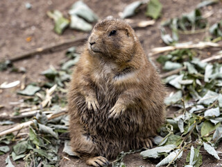 The black-tailed prairie dog, Cynomys ludovicianus, lives in colonies on the American prairies