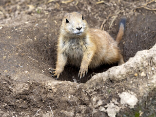 The black-tailed prairie dog, Cynomys ludovicianus, lives in colonies on the American prairies