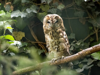 Tawny Owl, Strix aluco, sits hidden in a branch, it's a common owl