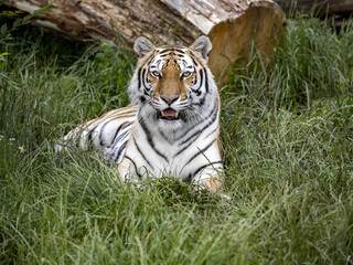 Fototapeta premium The Amur Tiger, Panthera tigris altaica, the largest tiger, lies and observes the surroundings