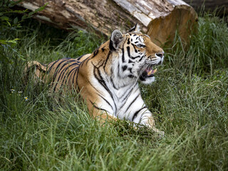 The Amur Tiger, Panthera tigris altaica, the largest tiger, lies and observes the surroundings