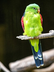 Budgerigar, Melopsittacus undulatus, is the most common household parrot
