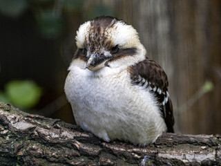 Laughing kookaburra, Dacelo novaeguineae, is a song resembling laughter, hence its name
