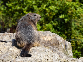 Naklejka na ściany i meble The Alpine Marmot, Marmota marmota, has large incisors and lives high in the European mountains