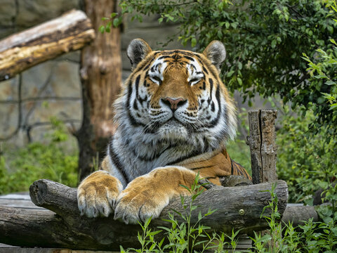The Amur Tiger, Panthera tigris altaica, the largest tiger, lies and observes the surroundings