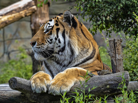 Portrait of the largest tiger, Amur Tiger, Panthera tigris altaica