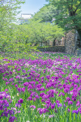 大村公園の花菖蒲　長崎県大村市の風景