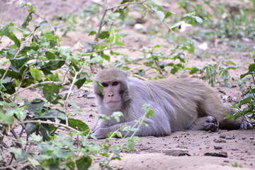 baboon sitting on the ground