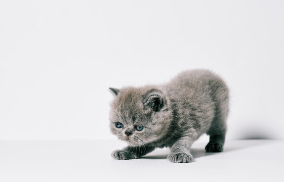 one month old small little grey exotic cat in isolated white background