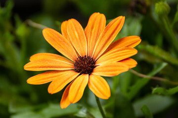 Close up of a beautiful flower in the garden at summer time
