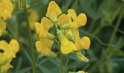 Fototapeta premium Yellow wildflowers on the meadow