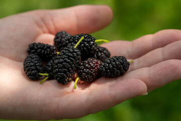 Mulberry in Hand