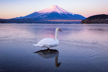 Fuji Mountain and Swan at Yamanakako Lake in Winter Morning , Japan
