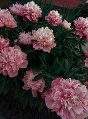 pink peonies