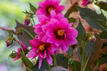 Close up of a beautiful flower in the garden at summer time