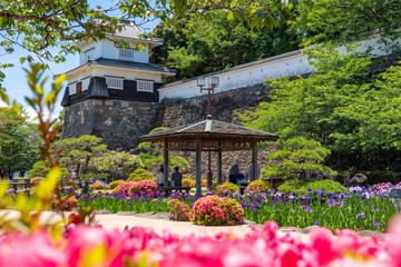 大村公園の花菖蒲　長崎県大村市の風景