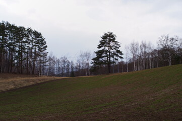 Buckwheat field after autumn harvest