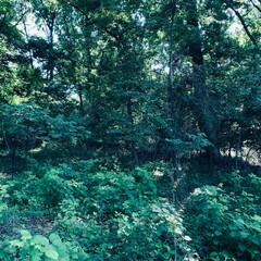 tropical forest in thailand