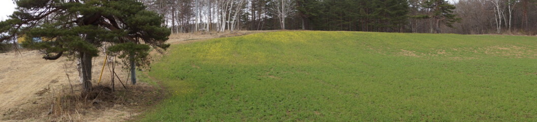 Obraz premium Buckwheat field after autumn harvest