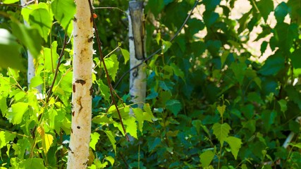A thin trunk of a young birch in lush green foliage. Sunny summer day. Scene in the forest. Walk in the open air.