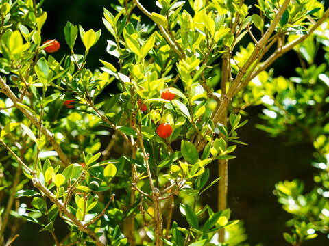 Alyxia ruscifolia | Alyxie &eacute;pineuse ou cha&icirc;ne fruit, arbuste &agrave; fruits d&eacute;coratifs globuleux orange &agrave; rouge, tiges &eacute;pineuses, feuilles ovales, l&eacute;g&egrave;rement recourb&eacute;s, lisses, pointe ac&eacute;r&eacute;e, vert brillant