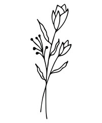 Fototapeta na wymiar Botanical summer and spring flowers and leaves. Black and white illustration. Vector.
