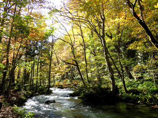 Autumn in Oirase Stream trail (奥入瀬の秋) in Aomori, JAPAN