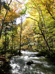 Autumn in Oirase Stream trail (奥入瀬の秋) in Aomori, JAPAN