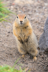 Naklejka na ściany i meble Close up portrait of curious arctic ground squirrel, animal stands on its hind legs and carefully looking at camera. Wild animal of genus rodents of squirrel family. Kamchatka, Russian Far East, Asia.