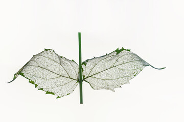 a leaf with skeleton 