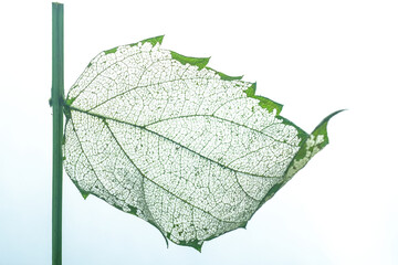 a leaf with skeleton 