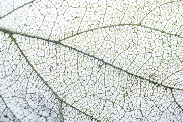 a leaf with skeleton 