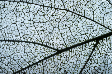 a leaf with skeleton 