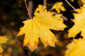 autumn landscape. autumn leaves on a tree branch in the park