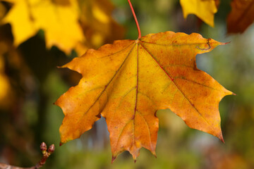 autumn landscape. autumn leaves on a tree branch in the park