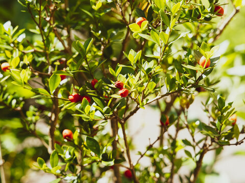 (Alyxia ruscifolia) Alyxie &eacute;pineuse, petit arbuste ornemental aux rameaux garnis de feuilles ovales, vert brillant &agrave; pointe ac&eacute;r&eacute;e et de petite baies orange rouge