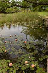 オレンジのスイレンが咲く池の風景