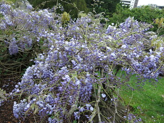 lilac flowers in the garden