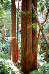 Redwood trees in the forest light red